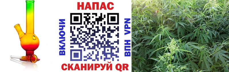 Конопля семена  Купить где  Кимовск 